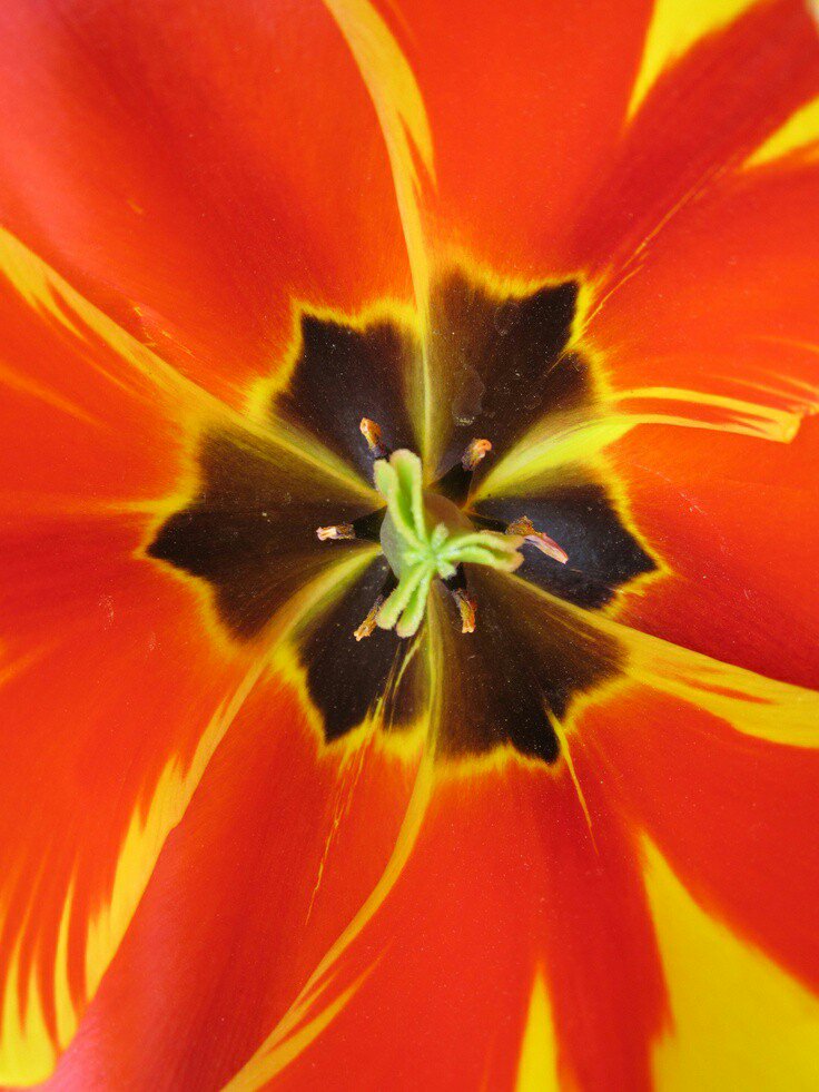1MillionTulips's tweet photo. One Million Tulips #Ottawa Hope this makes your #Friday #Tulips #TulipBulbs #TulipFestival #TulipEconomy #OneMillionTulips #TulipSeason #May #2019 #OTTAWA #TulipParade https://t.co/3Ae9QACP8e