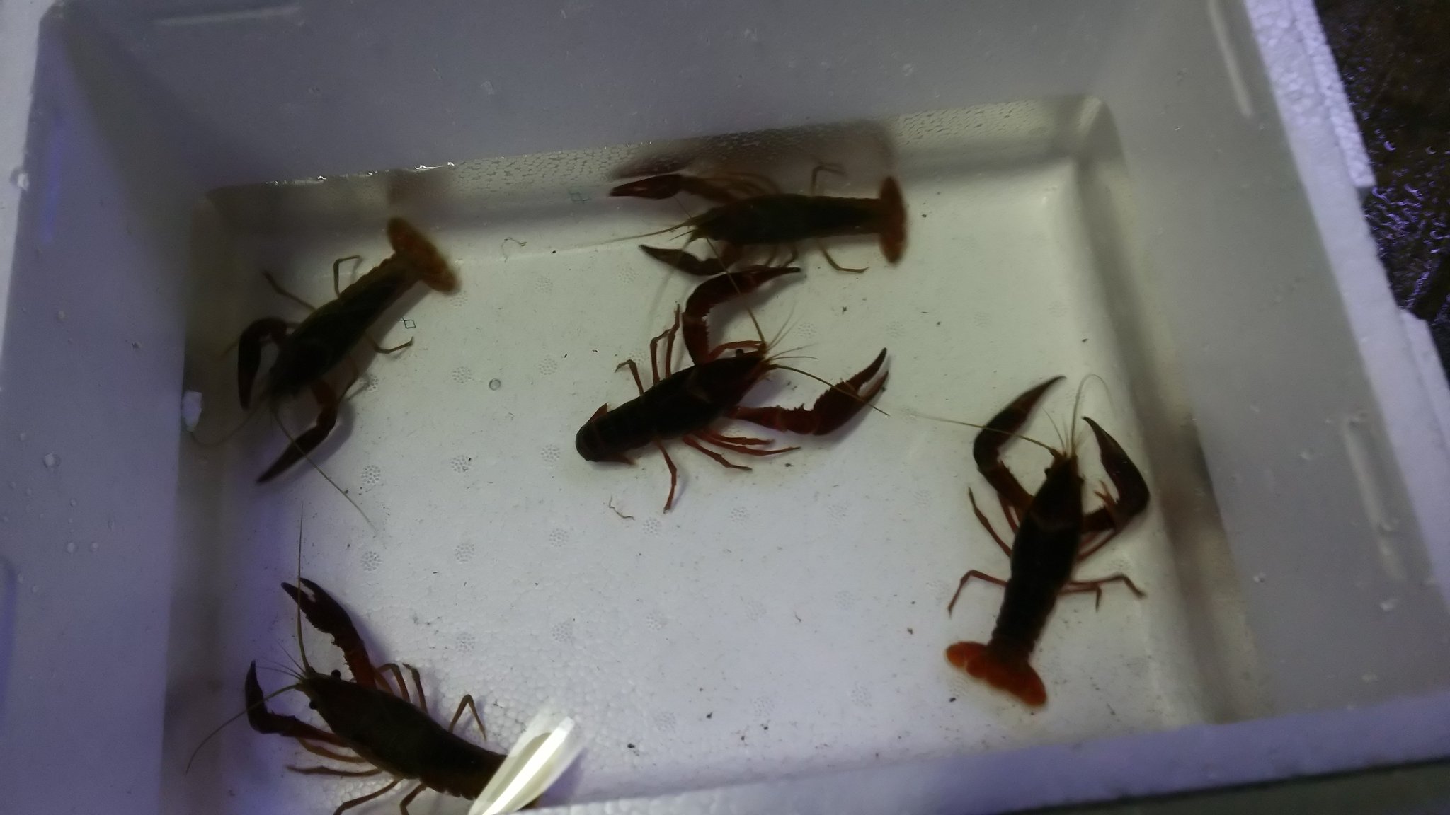 ハニカミ坊や 釣りの時に捕まえた アカミミ クサガメ には ザリガニ 与えます 甲殻類には食いつきが凄いです あとは ミミズなんかも食べていると思われます 貧欲な亀は熱帯魚と違って何でも 笑 ザリガニも生かしておくのが大変なんですよね 笑 同じ