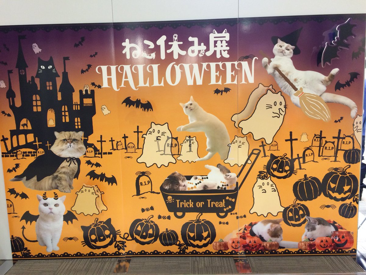 koshibia's tweet photo. #ねこ休み展 https://t.co/NsdCTQHs8Y