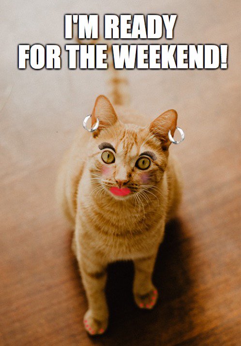 Cat_S_trophy's tweet photo. Ready for the weekend?! ๐ธ
#FridayFeeling #FridayMotivation #VisibleRealms #Cats #gamedev #indiedev #VRgame #VRgaming #catgame #racing #oculusgo https://t.co/YF4biAyA37