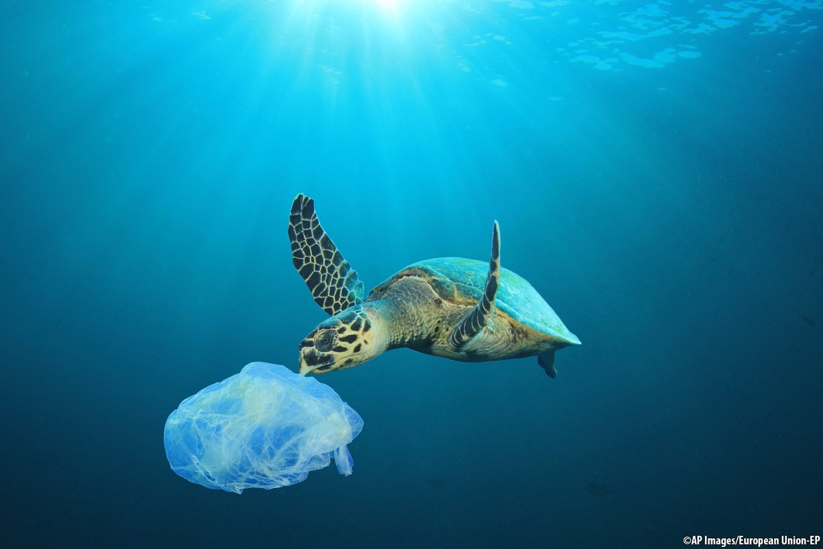 EU_ENV's tweet photo. Last week, @LucieParsons08, 9, told us: "How would you feel if you were a turtle eating a plastic bag? Everyone needs to do something to #BeatPlasticPollution!" Dear Lucie, we will spread your message! We are #ReadyToChange and are taking action 💙🌍
➡️ https://t.co/OB2KLXAiVX https://t.co/Ic20v16JQn