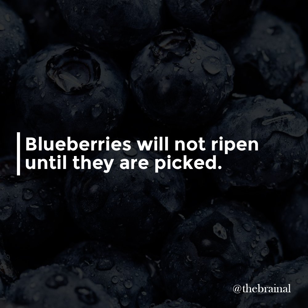 thebrainal's tweet photo. #Blueberries will not ripen until they are #picked.

#food #foodfact https://t.co/JSoMAjJvjq