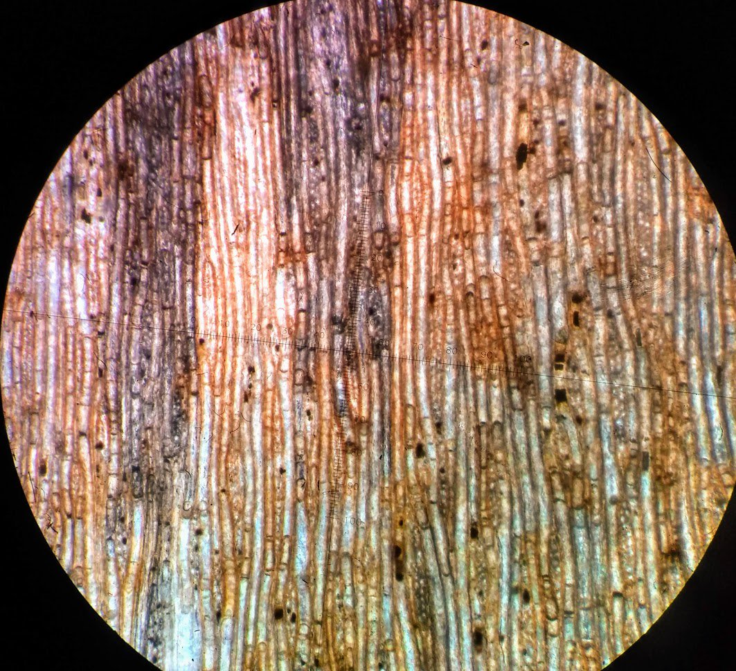 ezequielvera's tweet image. Longitudinal tangential section of Podocarpoxylon mazzonii, showing partially biseriate and tall rays. Late Cretaceous of Patagonia (photo taken with cellphone)  #fossilwood #fossilfriday
