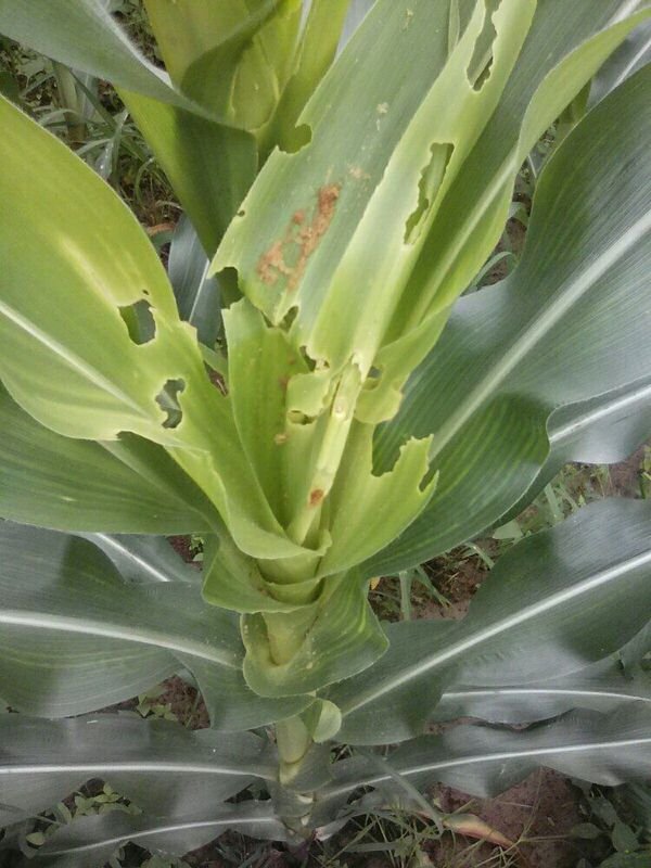 In 2 hrs, the last session of the #FAWeconference starts: youtube.com/watch?v=mxBl9W…

#FallArmyworm #innovations with presentations by Ken Wilson <a href="/spodoptera007/">Ken Wilson ‘dudu daktari’</a> and Prasanna Boddupalli <a href="/CIMMYT/">CIMMYT</a> + pitches by @hgtaccra <a href="/fhi360/">FHI 360</a> <a href="/africarising9/">@africa_rising</a> <a href="/limitless_ai/">Limitless AI</a> <a href="/myAgroFarms/">myAgro</a> <a href="/endeleauganda/">Endelea Uganda</a>