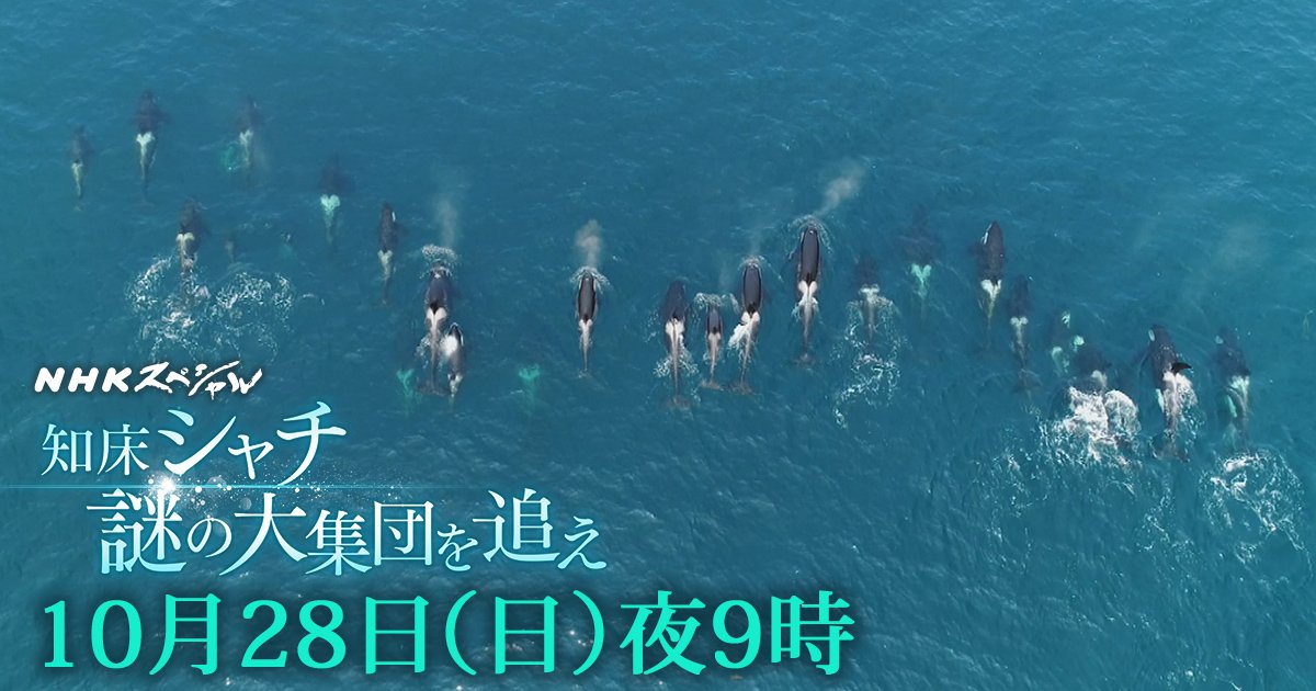 O Xrhsths ｎｈｋスペシャル公式 Sto Twitter Nhkスペシャル 知床 シャチ 謎の大集団を追え 撮影船からシャチ を探すのは シャチの研究者 ５キロ先にいるシャチの背びれを見逃さない ドローン ハイスピード 水中カメラなど あらゆる角度から撮影した