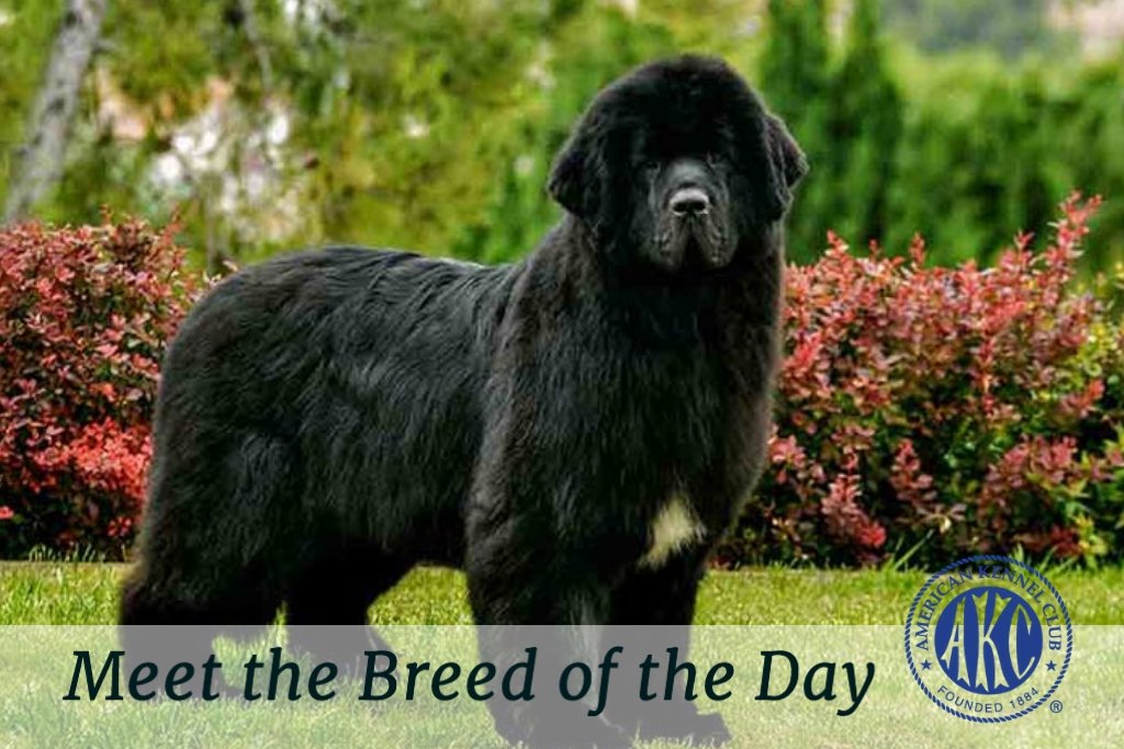 newfoundland kennel club
