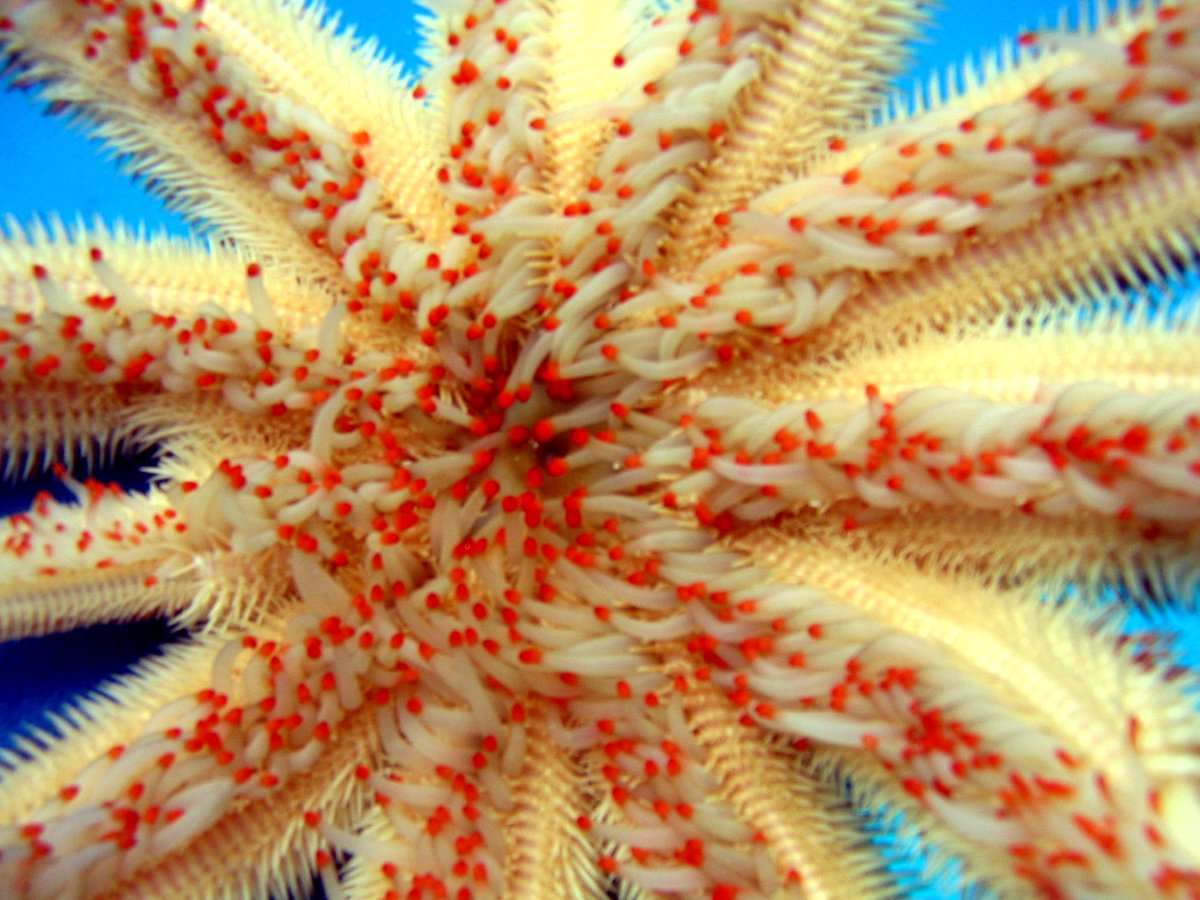OceanActionHub's tweet photo. Ocean #biodiversity is essential to life on #Earth. Half the oxygen we breathe is produced in the ocean. We're running a global campaign to #RespectOurOcean Weβre now recruiting volunteers globally Join us at: https://t.co/rWsNFTdghv #SDG14 #GlobalGoals #OurOcean2018 #OurOcean https://t.co/2Qvn3Rb49e