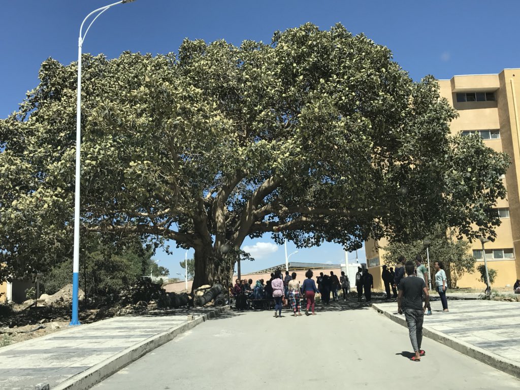 የመጀመሪያ አመት ተማሪዎቻችን ግቢ መግባት ጀምረዋል:: በነባር ተማሪዎችም አቀባበል እየተደረገላቸው ነው::<a href="/MekUniETH/">Mekelle University</a> <a href="/bereket_hasen/">Bereket Hasen</a> <a href="/gideyleul/">Gidey Leul Mamay</a>