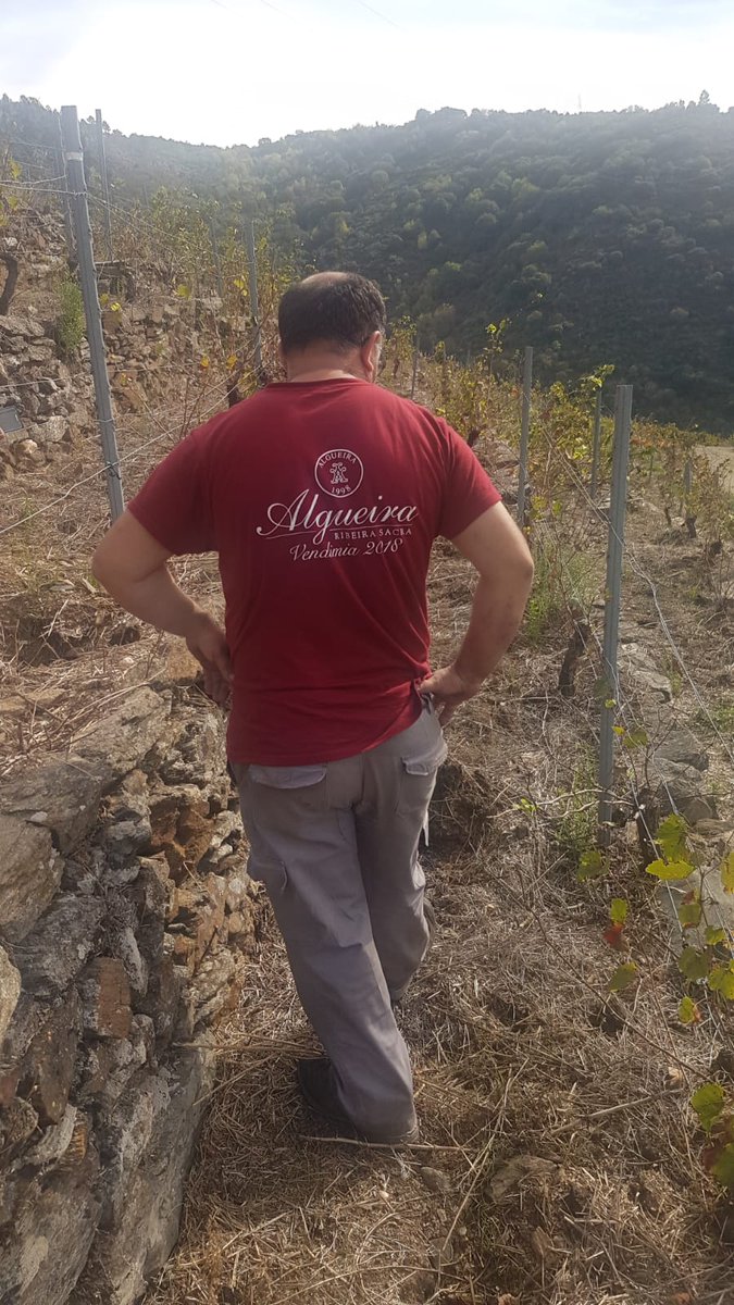 VCR_Esp's tweet photo. Vendimia de la variedad Mencia en Ribera Sacra de Bodegas Algueira https://t.co/n7tl91DOtC