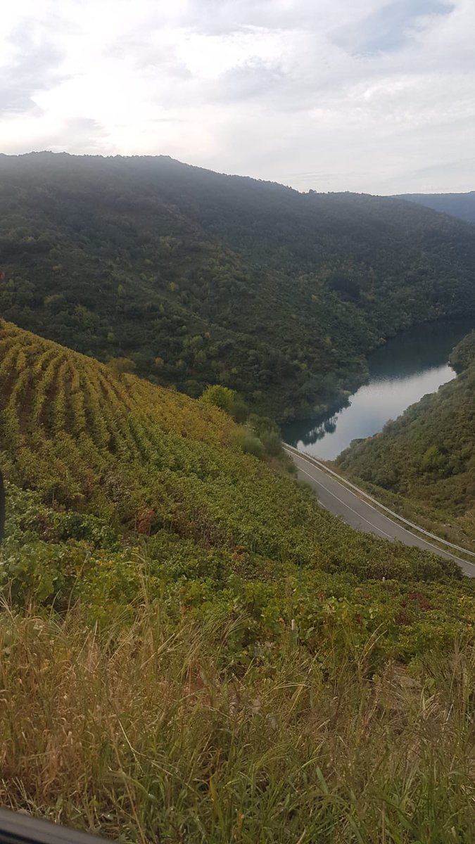 VCR_Esp's tweet photo. Vendimia de la variedad Mencia en Ribera Sacra de Bodegas Algueira https://t.co/n7tl91DOtC