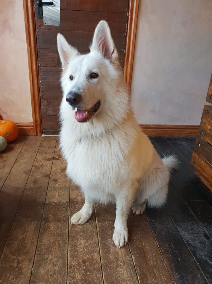 WhitfieldBizHub's tweet photo. We have two visitors in our reception. Here's Kodi and Indi our resident dogs! #DogFriendlyOffices #FridayFeeling https://t.co/bgFD0wrboE