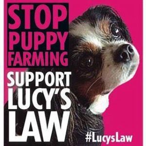 Proud to announce the #LucysLaw campaign to ban 3rd party puppy sales &amp; help end puppy farming has been shortlisted in the @PRCA_Awards! Huge thanks to @NewingtonComms for all their support. More: prcapublicaffairsawards.com/shortlist/ #wheresmum #adopt #animalwelfare #PRCA #publicaffairs