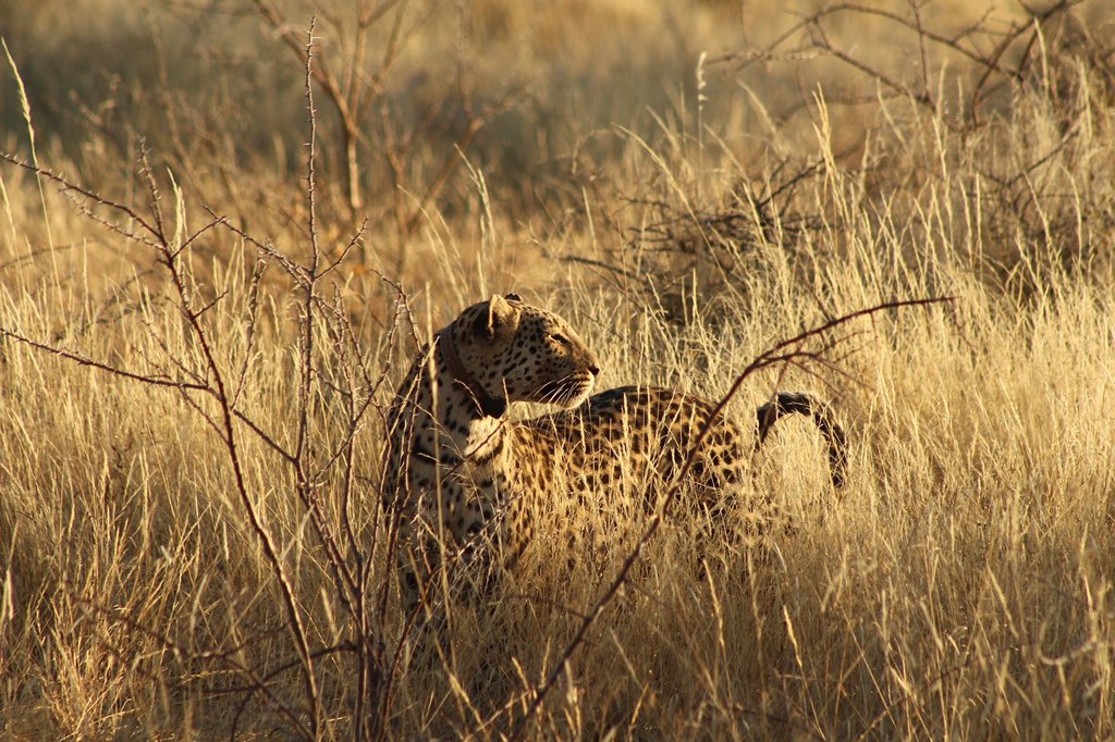 #Okonjima, the ideal #Namibian luxury safari destination... okonjima.com