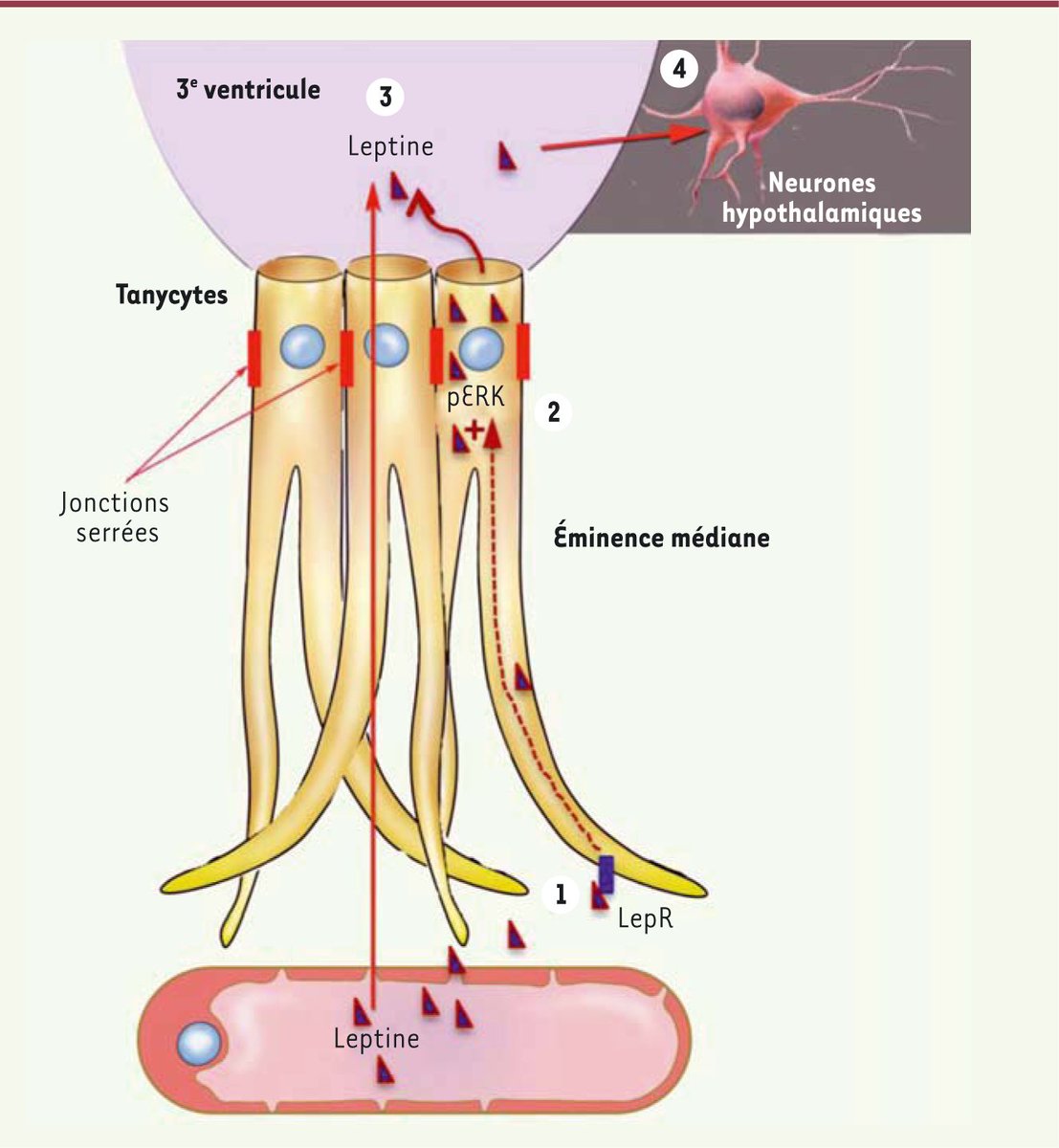 Tanycytes Traola Twitterren - 