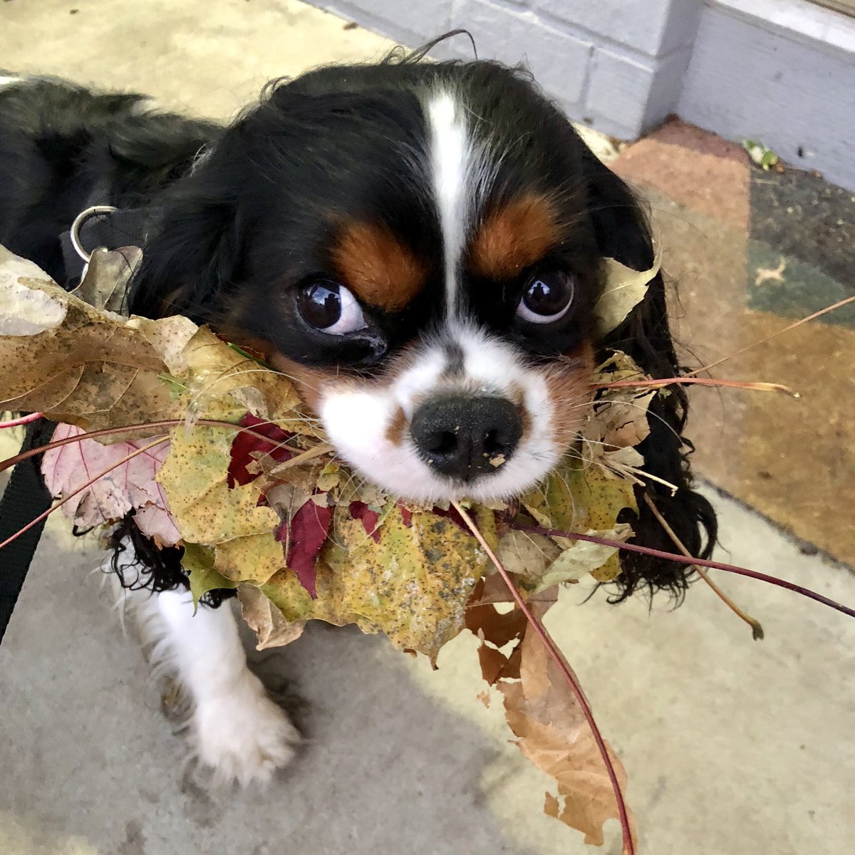 Talking an early morning walk with this goofy pup who thinks he needs to collect #all the leaves #MyMorning <a href="/WCCO/">WCCO | CBS News Minnesota</a>