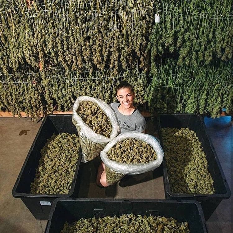 HighHeatExtract's tweet image. It’s true – cannabis has been found to be at least somewhat effective in the treatment of a handful of sexually transmitted diseases, including herpes and chlamydia.

#cbd #cbdoil #hemp #hempoil #stayfaded #health #healthbenefits #shopnow #anxiety #depression #chronicpainrelief