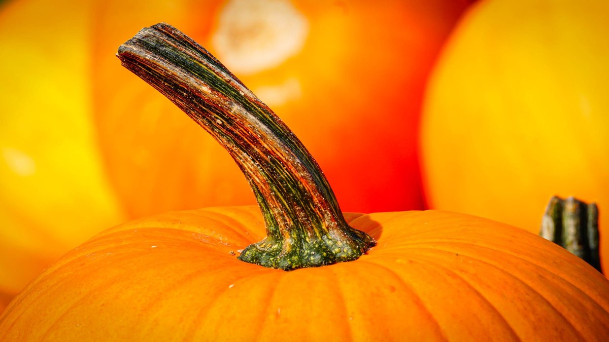Love the colors this time of year
.
.
.
.
.
#Autumn #Halloween #BenAlexander #LondoninAutumn #Pumpkin #pumpkinpatch  #watchlover #watchdaily #affordableluxury #watchdaily #horology