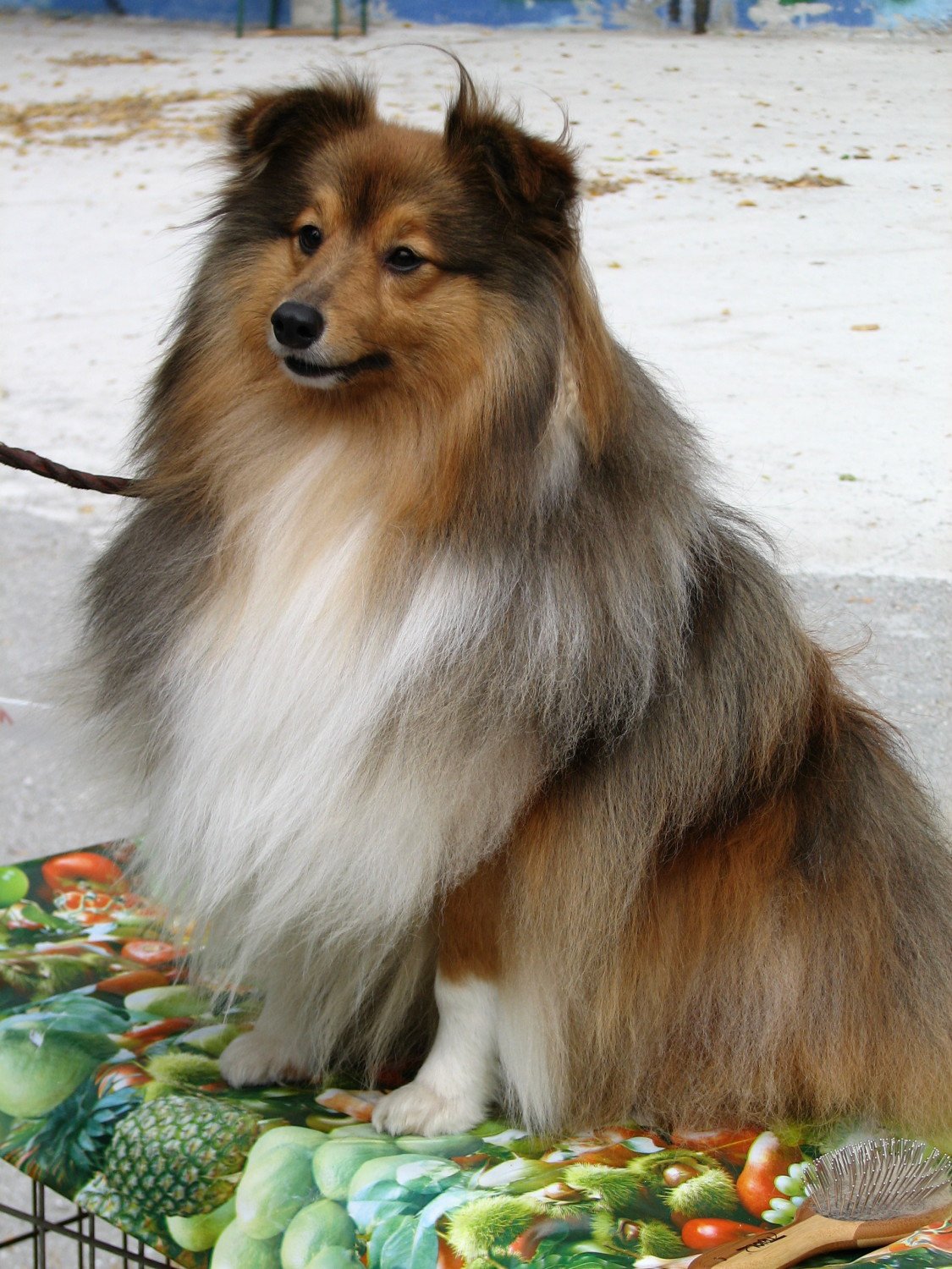 шелти питомник