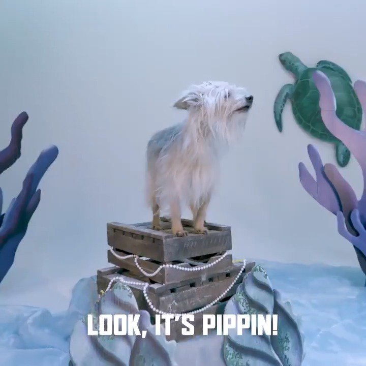 What Kind Of Dog Is Pippin In The Meg