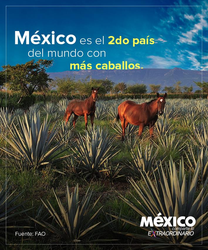 México tiene una importante producción de caballos deportivos, que compiten en los escenarios de todo el mundo. #OrgulloMexicano