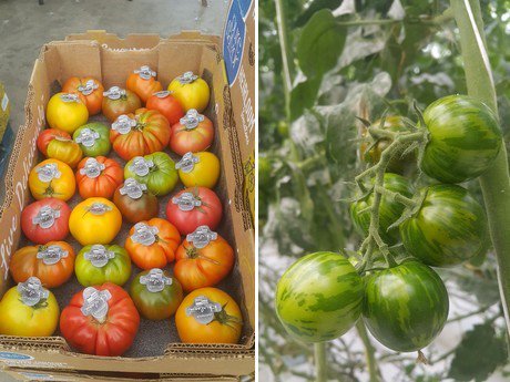 Colorful novelties in Canadian demo greenhouse Yüksel 
hortidaily.com/article/903661…