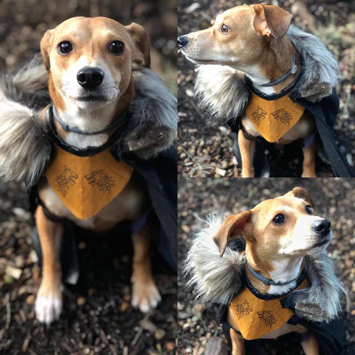 Check out this awesome Jon Snow #Halloween costume on Teddy the office dog - #GameOfThrones #officedog #costume