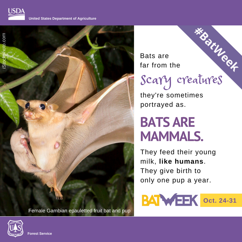 SenatorLeahy's tweet photo. #WhiteNoseSyndrome poses the biggest threat to Vermont’s 9 species of bats, including a 90% decline in the brown bat population since the disease’s discovery. Cooperative efforts like the model in Vermont are necessary to work toward their recovery. #BatWeek2018 https://t.co/0y76QldFXe