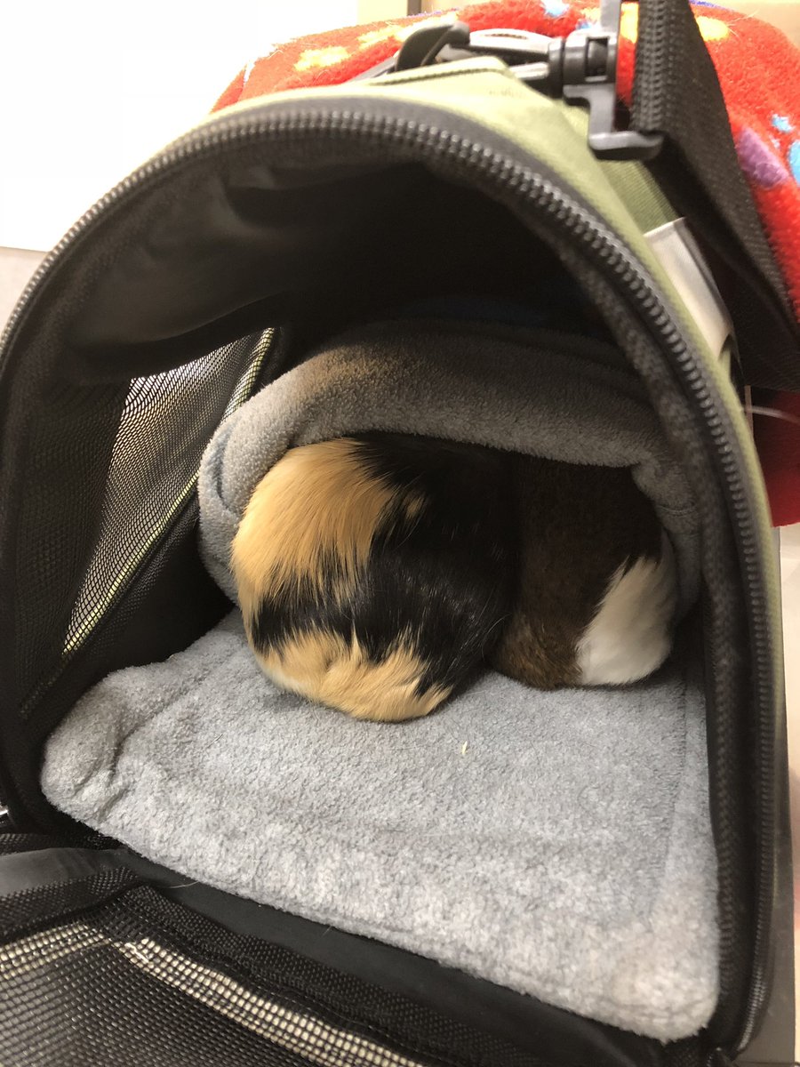 NoodlesGPig's tweet photo. We are protesting. Our annual. Checkups. https://t.co/j5qlkTzG2t