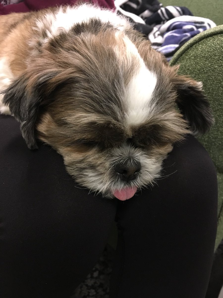 HonorsUML's tweet photo. Still time to swing by the #HonorsCollege to meet with your honors advisors and squeeze in some #TippyTime. Registration begins on Monday. #stressrelief https://t.co/2fqw3syYal