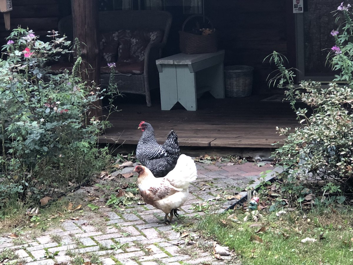 Watch chickens? #whatiseecanvassing