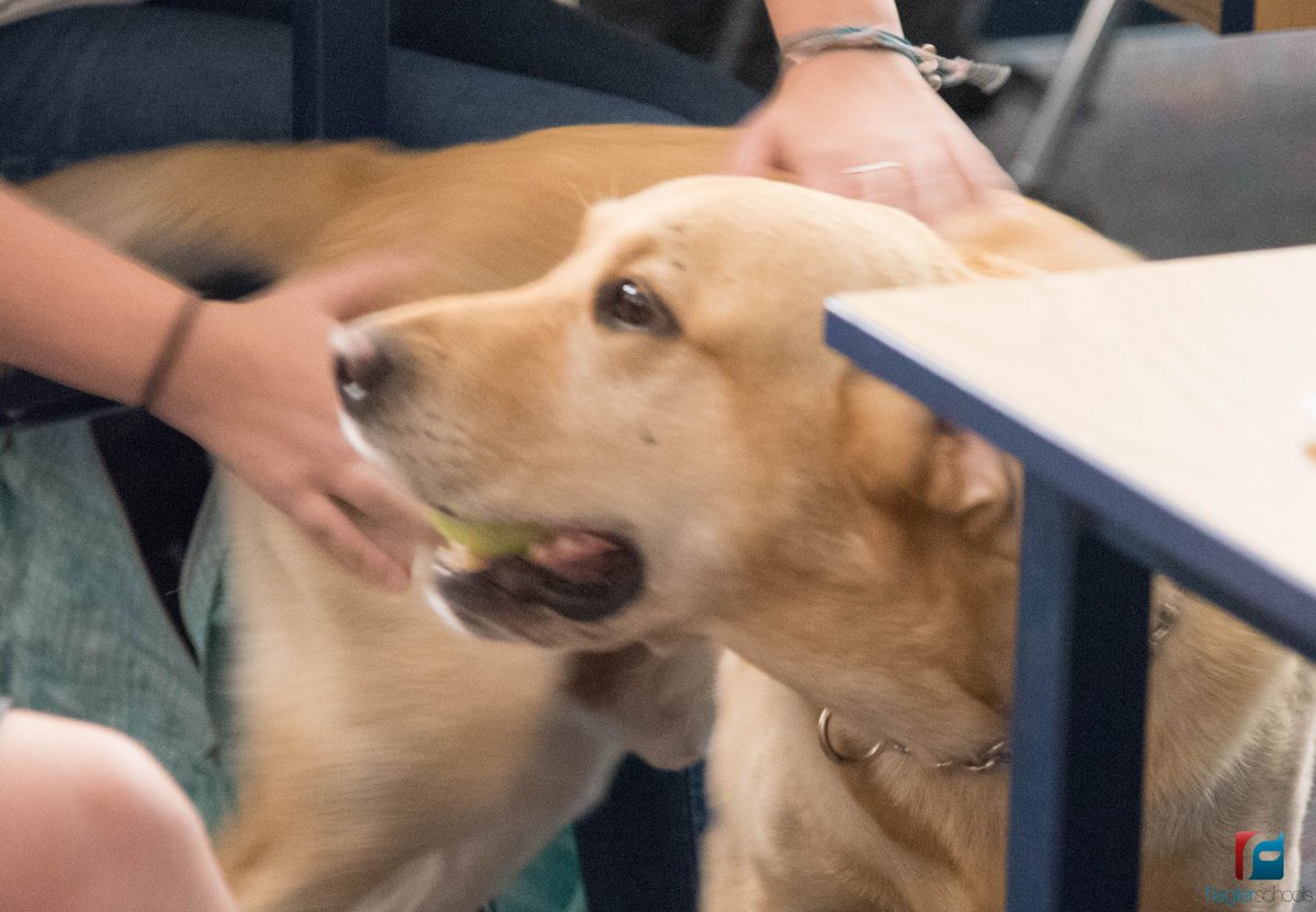 Students with the @MHSPirateNation Law and Justice Flagship had a special visitor: K9 Jax and Sgt. Welker with the <a href="/FlaglerSheriff/">Flagler County Sheriff’s Office</a>.