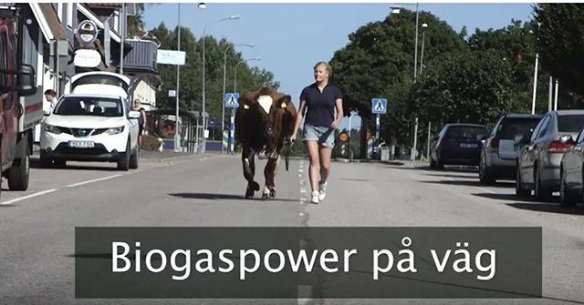 Visste du att gödsel från en ko räcker till att köra 400 mil med biogasbil? 
Häng med när Josefine och hennes ko Bella visar hur det hänger ihop och hur biogasen produceras på dalsländska Dalboslätten. Se filmen! youtu.be/VoIYEYh-NcY