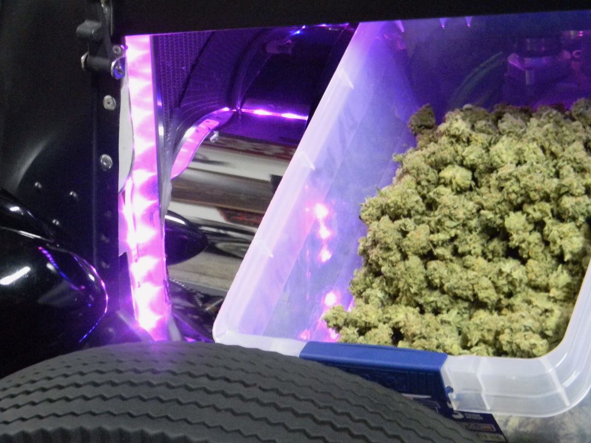 greenfusionled's tweet photo. Such a wonderful sight.....
#GROWLIGHT #LEDGROWLIGHT #ledgrows #ledgrowlights #ledgrown
#weed #thc #cannabis #smokeweedeveryday #chronicpain #painrelief #plantsnotpills https://t.co/d1ToQphcMM