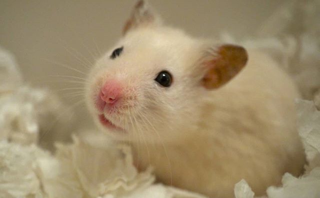 ❤️
.
YouTube ➡ VanillaHamHam 🐹
.
#hamster #hamsters #hamsterlove #hamsterlover #syrianhamster #syrianhamsters #goldenhamster #hammy #hamstersofig #hamstersofinstagram #hamstersoninstagram #hamstergram #hamstagram #instahamster #hamsteroftheday #smallanimal #smallpet #ハムス…