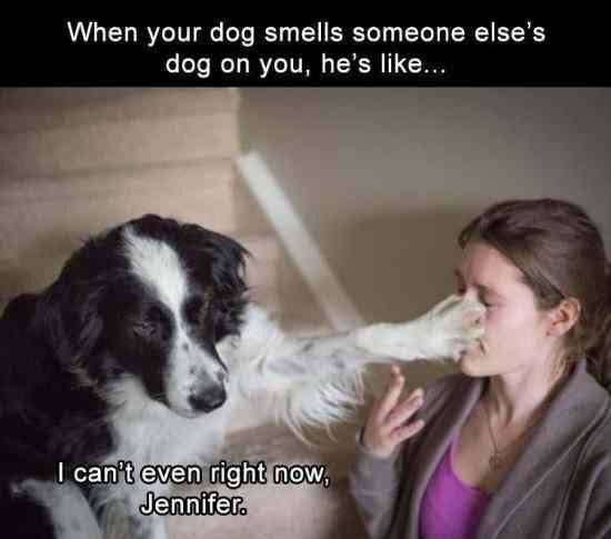 CJamesRizz's tweet photo. #dogcheating #dogsoftwitter https://t.co/gY9FugHMXw