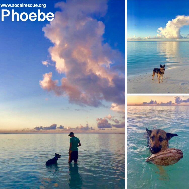 Phoebe is one of our rescues and a member of a military family. When her family was stationed to Guam, Phoebe made the journey with them. Here she is enjoying her last beach day there as they have been stationed again in the United States. 
#scgsr #socalrescues