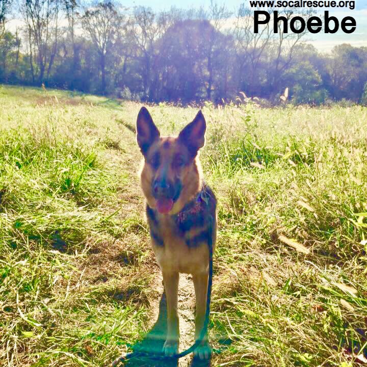 Phoebe did two cargo flights and a 20-hour layover in Honolulu to stretch her legs. She did great! Here she is back in the United States of America enjoying the cooler breeze and green grass!

#scgsr #socalrescues