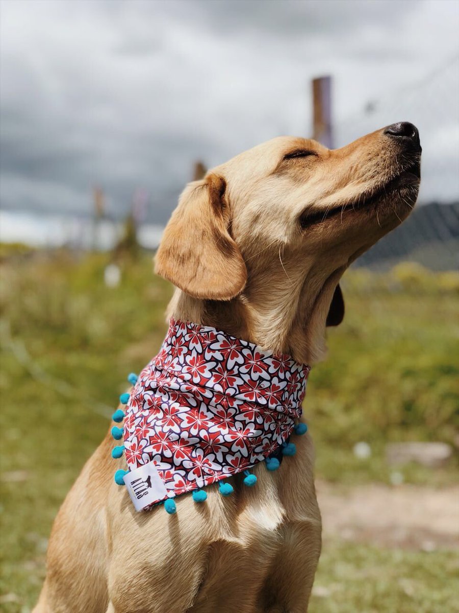 ARestorant's tweet photo. Cuando tu mascota tiene una de nuestras lindas #pañoletas nunca deja de sonreír🐕🧣#accesoriosparaperro #doglover #BuenViernes https://t.co/mXPqxs3OAp