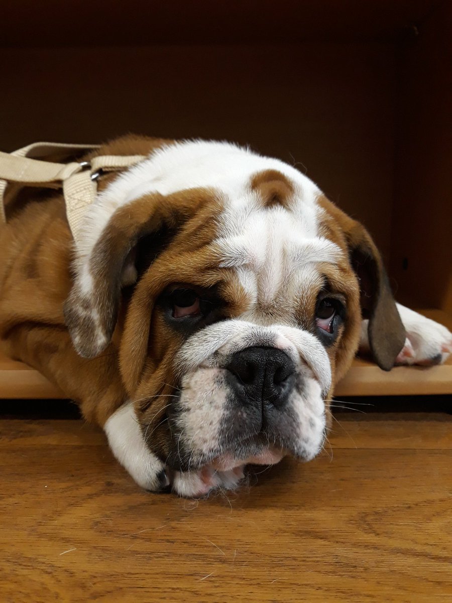 Aucomptoirdes4pattes Toilettage Bebe Bouledogue Trop Chou Oria Paris Paris16 Boulogne Chien Chiens France Toilettage Grooming Animaux Dog Dogsofinstgram Instachien Puppy Chiot Puppylove T Co Rmmnrvjdsz