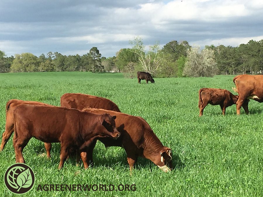Demand for grassfed dairy is skyrocketing &amp; so are misleading labels.  ‘Certified Grassfed by AGW’ means what it says! 100% grass/forage diet, animals pasture raised outdoors w/ high-welfare &amp; environmental standards. Find certified options near you: bit.ly/2KdjZLy
