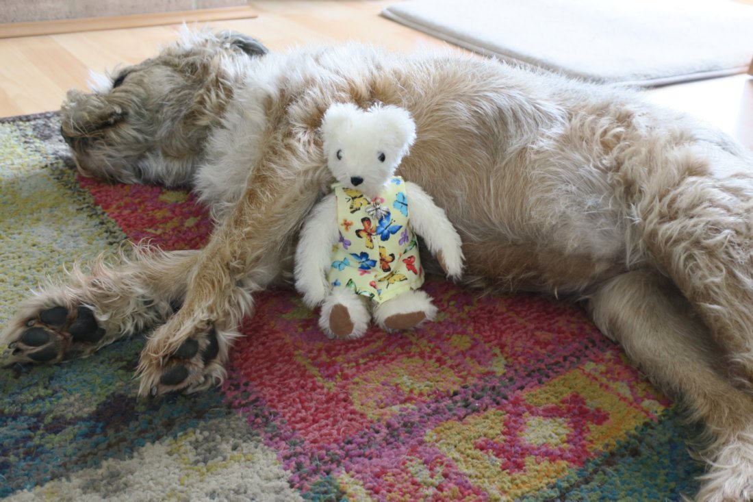 It was lovely to see you again Biddy... Mr Coco did you see I got to sit with your BFF? It was such a nice day.
@Biddybt <a href="/jutucker/">Rosie / For Lord Coco 🌈😔</a> #FurryTails