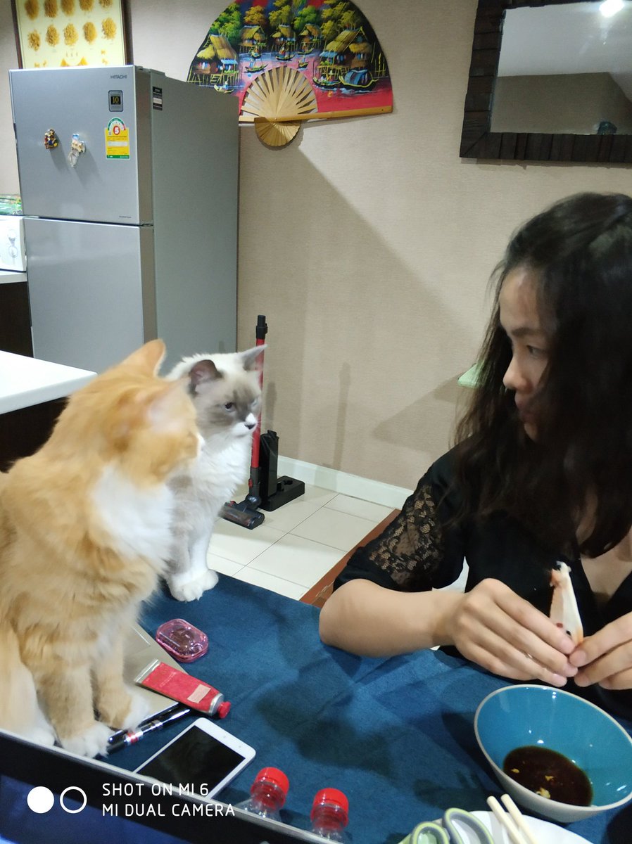 I have to fight for the dinner---against three!!!