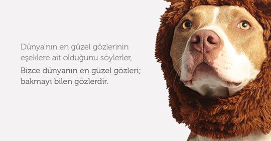 Labelds's tweet photo. Patili dostlarımızın ikinci yuvası Pozito Pet Hotel için hazırladığımız yeni kurumsal kimlikli internet sitesini yayına aldık 🐕🐈

Ziyaret etmek için: https://t.co/rCATgOu1aG ✔️

#pozitopet #köpek #kedi #hotel #eğitim #website #istanbul #dog #cat https://t.co/Hy28Ihii4F