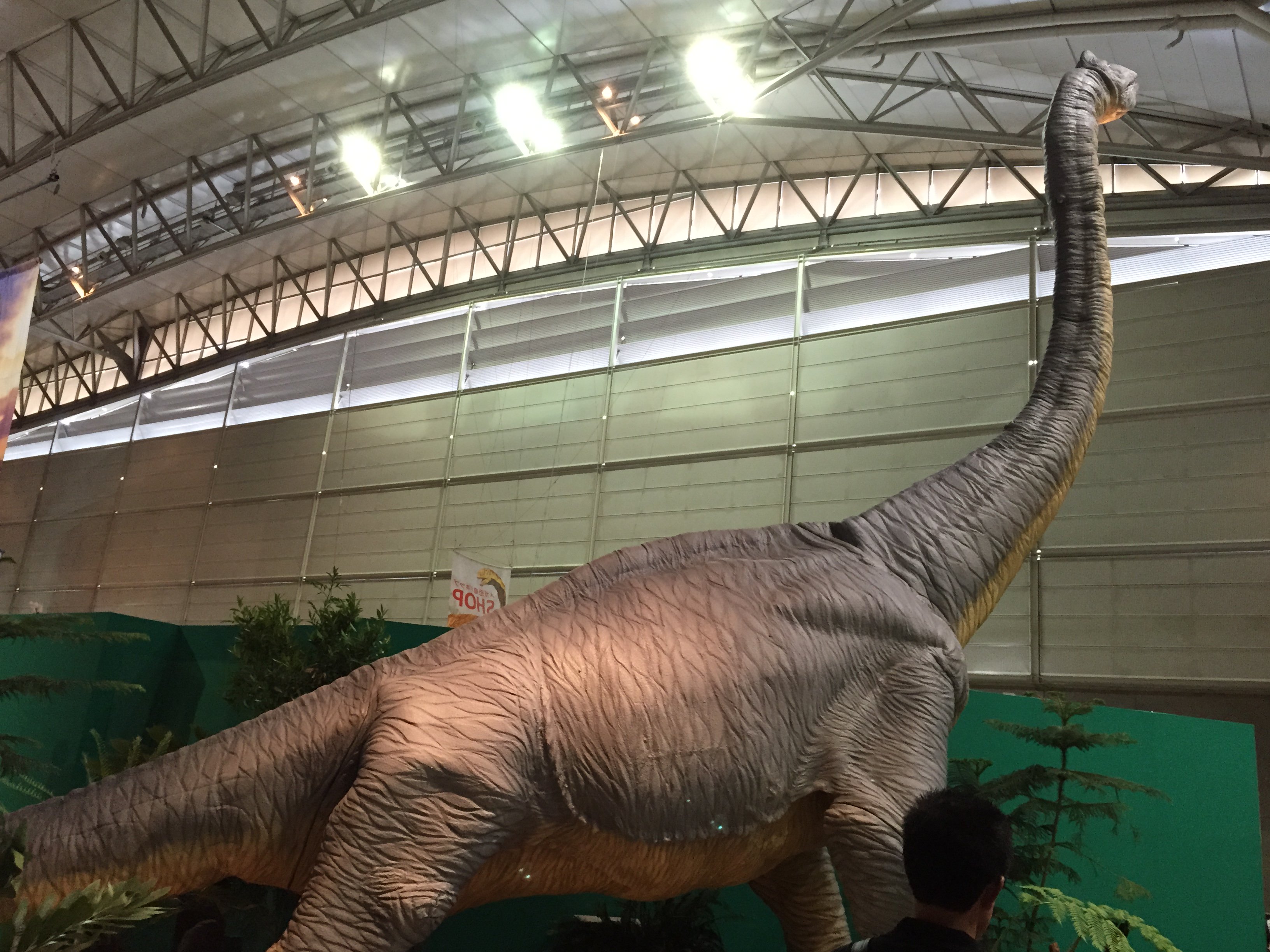 Nisipedino メガ恐竜展15より 最近 話題のアンフィコエリアス 胴椎模型 フラギリムス 追悼 金曜日だから化石貼る Fossilfriday T Co Sjjypbkn9n Twitter