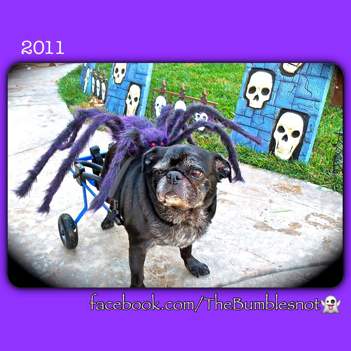 #FlashbackFriday to when Bumble was pretty darn sure he was being tricked before getting some treats.
🐶💜🌈🙄🕷🎃
#missingbumbleoneyearlater #spiderpug #wheresmytreat #weboflies #imhungry #theressomethingonmeamiright #neverforgotten #alwaysinourhearts #halloweenpug