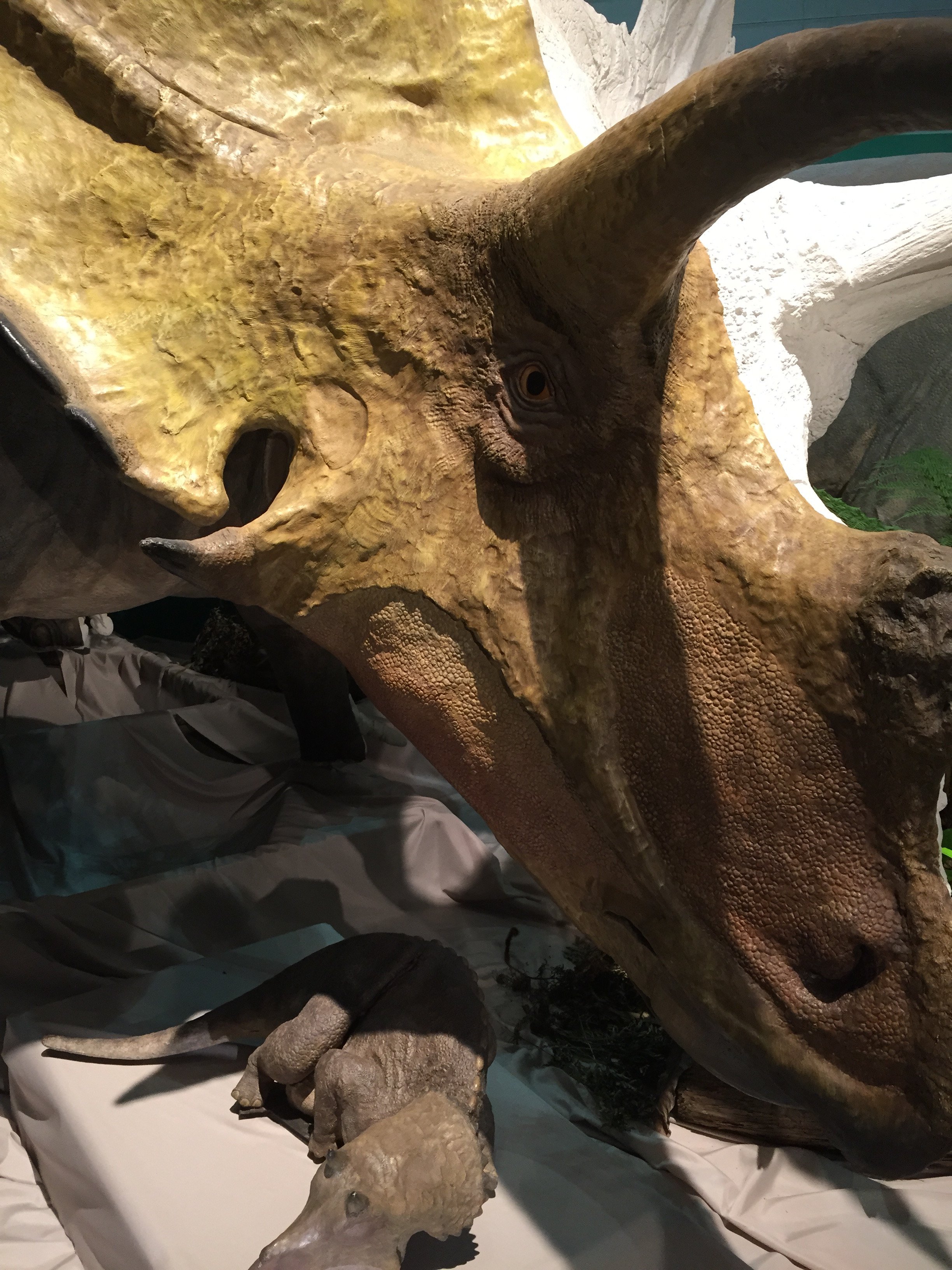 Nisipedino ダンクレオステウス 頭骨 サウロドン 全身骨格 カルカロドン メガロドン 顎復元模型 ディノニクス 頭骨 サルコスクス 頭骨 メガ恐竜展15 金曜日だから化石貼る Fossilfriday T Co C6mimsbiou Twitter
