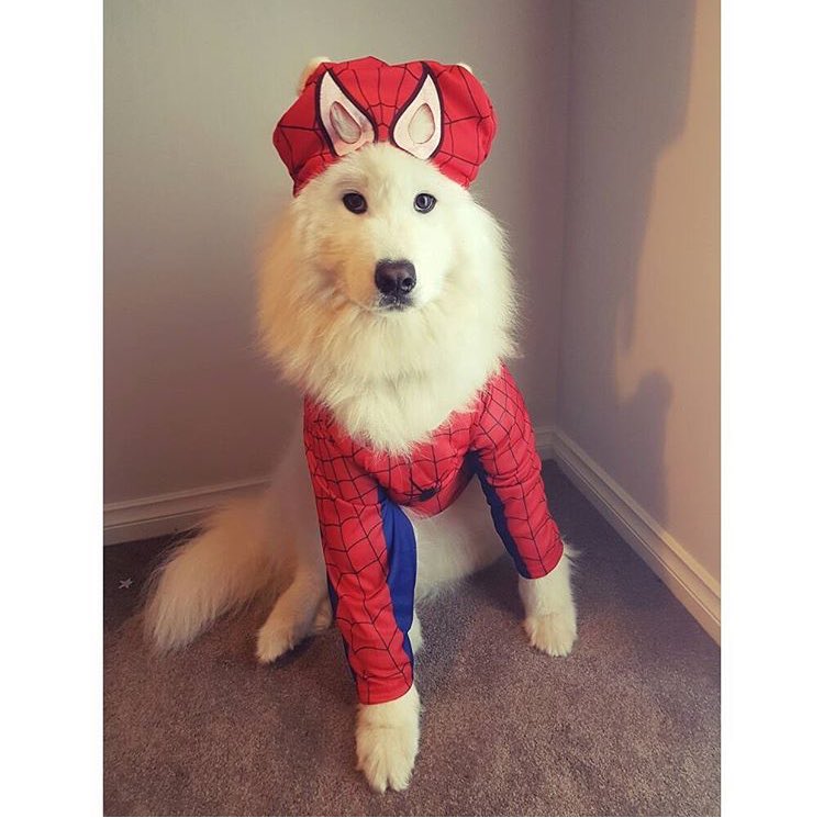 DANtheSamoyed🐶 tweet media