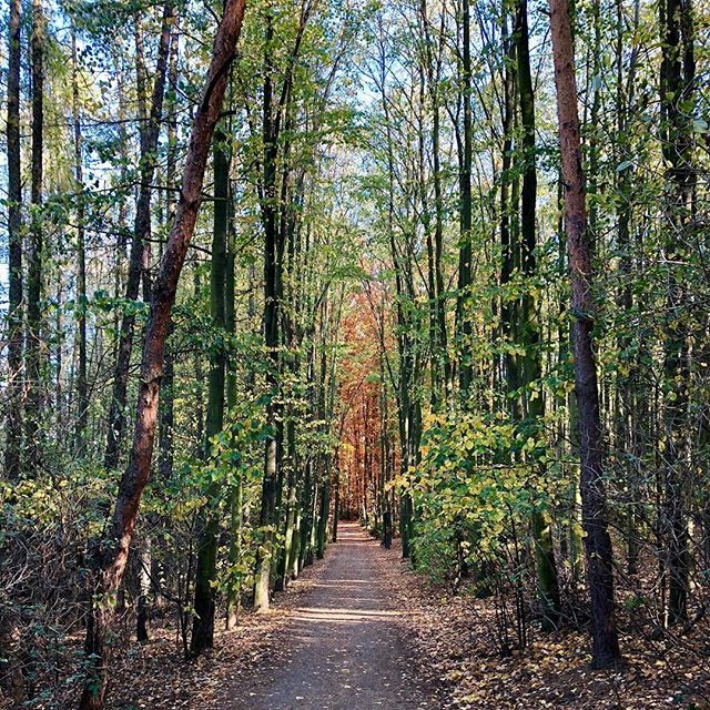 JakubKroutil's tweet photo. Autumn is here..again ππ #autumn #forest #notforrestgump #trees #road #autnumcolors #iphonephoto #nofilter #prague #malesice #malesickypark https://t.co/261syCzcI0 https://t.co/KdT7gXXxqV