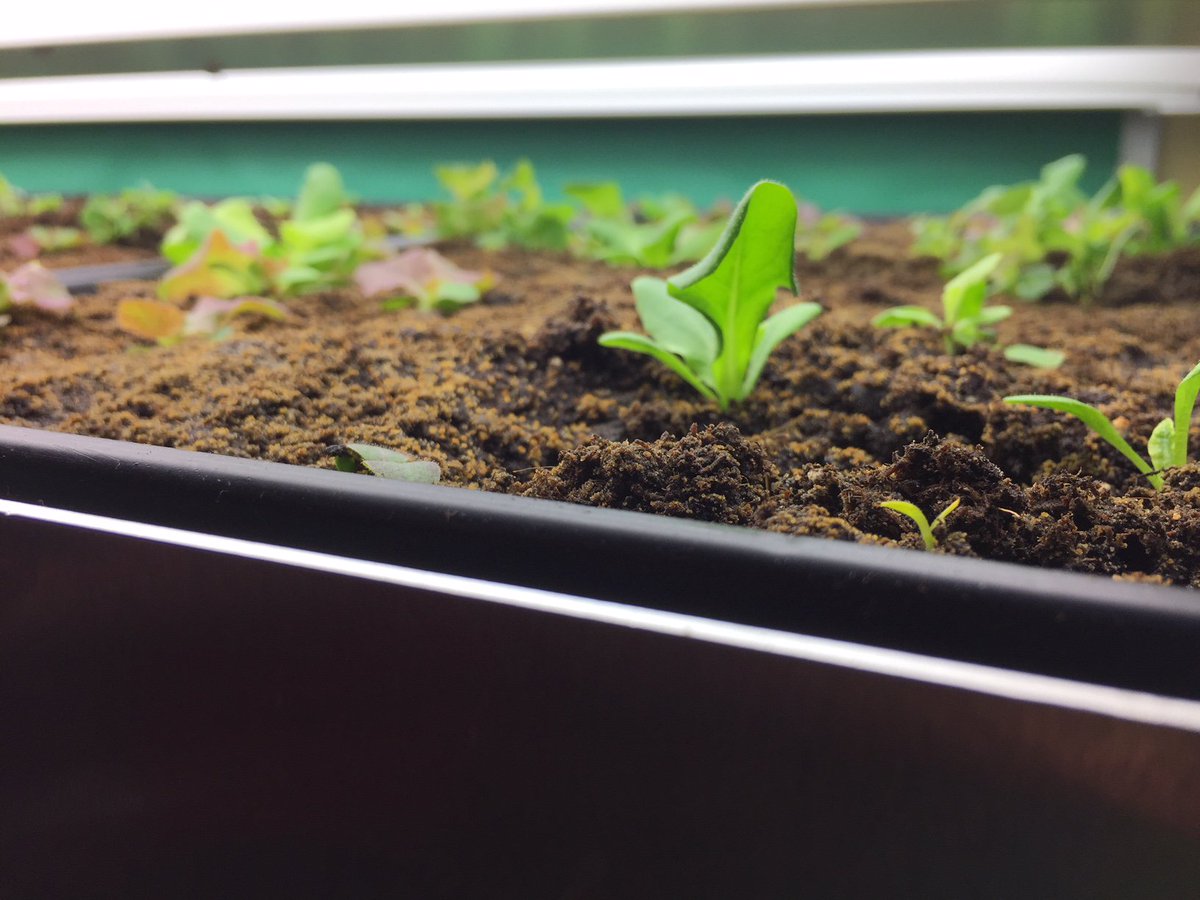 TeamInnovateMMS's tweet photo. In just 27 days, we have been able to supply our cafeteria with a day's supply of lettuce for the salad bar.  @mcsdMMS @nyagandmarkets @ccecornell @NewYorkAITC https://t.co/S7n9qRCnE5
