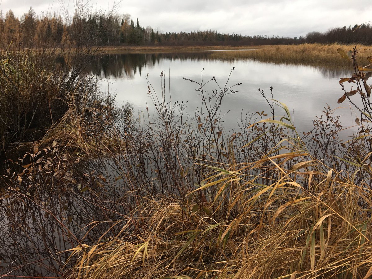 Shades of fall. #northernMN #water #fieldwork #wetlands #river #ItFinallyStoppedRaining